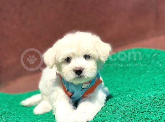 Tatlı Maltese Terrier görsel