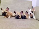 Renk Renk French Bulldog Yavruları