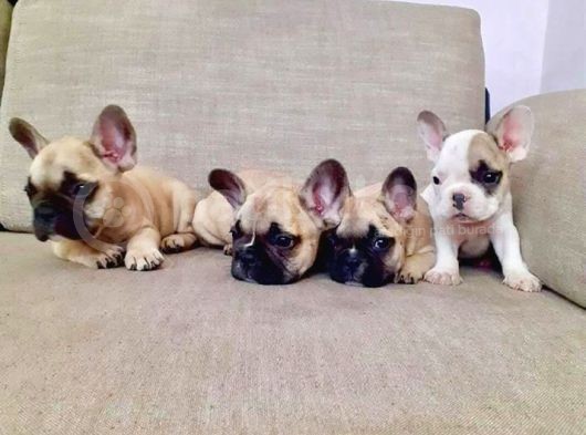Renk Renk French Bulldog Yavruları görsel