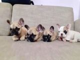 Renk Renk French Bulldog Yavruları