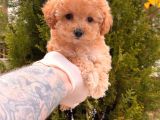 Toy Poodle Yavrular 