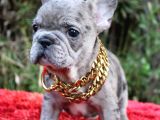Renk Renk French Bulldog Yavruları
