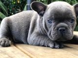 Renk Renk French Bulldog Yavruları