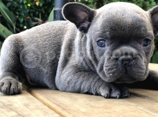 Renk Renk French Bulldog Yavruları görsel