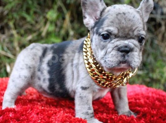 Renk Renk French Bulldog Yavruları görsel