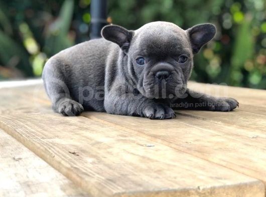 Renk Renk French Bulldog Yavruları görsel