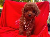 Safkan Toy Poodle Yavrularımız