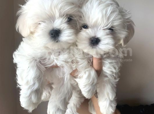 Kore Maltese Terrier Teacup Orjinal Safkan Gerçek Garantili görsel