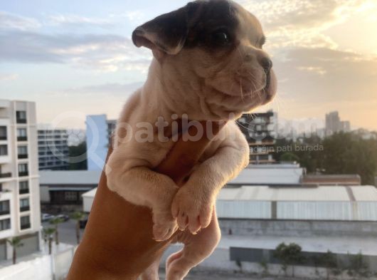 A Kali̇te French Bulldog görsel