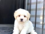 Tatli Tadinda Malti̇poo Yavrularımız