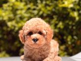 Toy Poodle Yavrular 