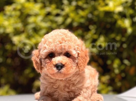 Toy Poodle Yavrular  görsel