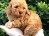 Toy Poodle Yavrular 