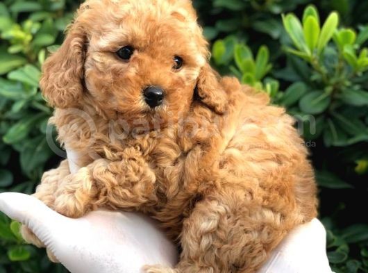 Toy Poodle Yavrular  görsel