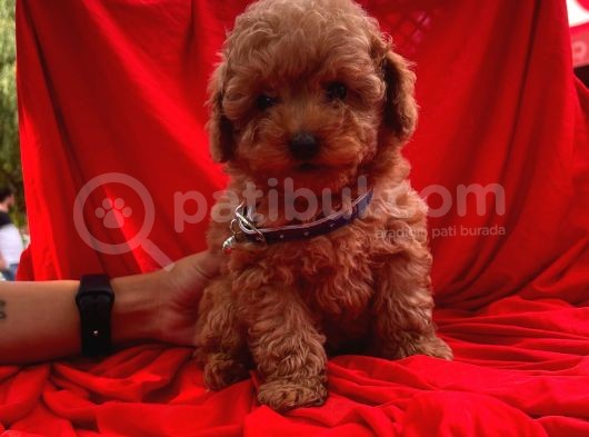 Safkan Toy Poodle Yavrularımız