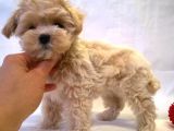 Sağlık Garantili 1.Sınıf Maltipoo Yavrularımız