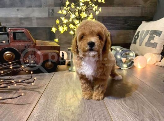 Irk Garanti̇li̇ Malti̇poo Yavrularimızz