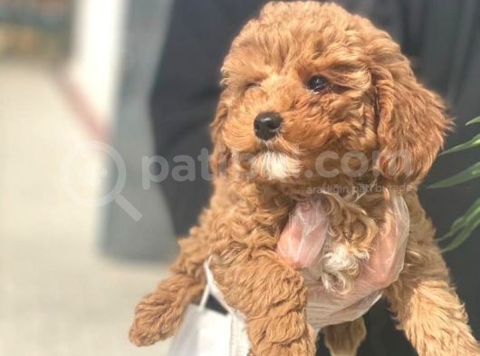 Pasaportlu Poodle Bebeklerimiz