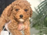 Pasaportlu Poodle Bebeklerimiz
