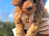 A Kali̇te Poodle Yavrularımız