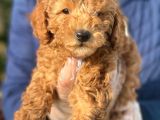 A Kali̇te Poodle Yavrularımız