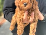 Süper Kalite Poodle Yavrularımız