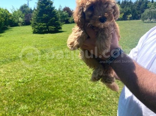 Süper Kalite Poodle Yavrularımız görsel