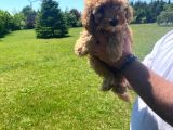 Irk Garantili Pasaportlu Poodle Yavrularımız