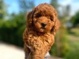 Irk Garantili Pasaportlu Poodle Yavrularımız