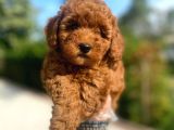 Irk Garantili Pasaportlu Poodle Yavrularımız