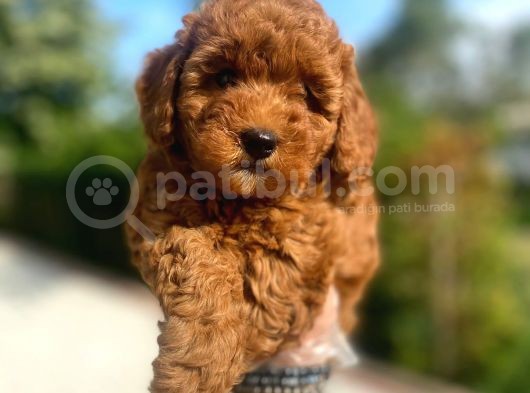 Irk Garantili Pasaportlu Poodle Yavrularımız görsel