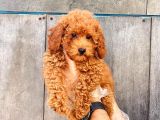 Sağlik Garanti̇li̇ 1.sinif Poodle Bebekleri̇miz