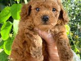 Sağlık Garantili 1.Sınıf Poodle Yavrularımız