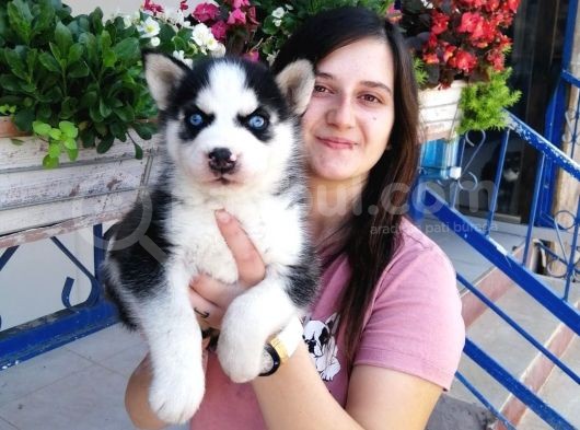 Sibirya Kurdu Yavrular (Bursa Köpek Okulu) görsel