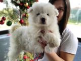 Samoyed Yavru (Bursa Köpek Okulu)