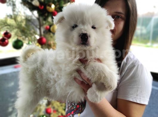 Samoyed Yavru (Bursa Köpek Okulu) görsel