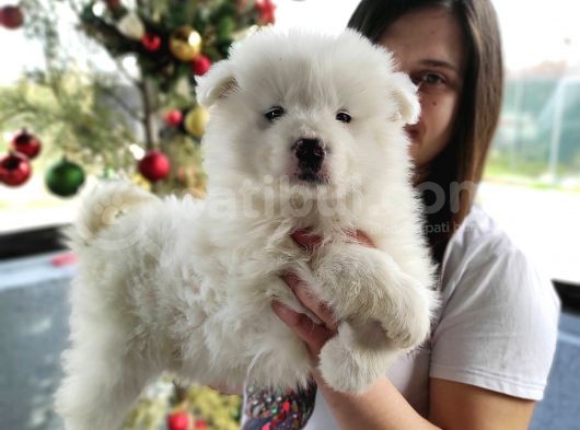 Samoyed Yavru (Bursa Köpek Okulu)