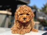 Toy Poodle Yavrular  ( Red,Red Brown,Apricot,Silver,Siyah)