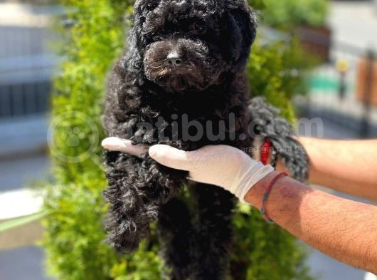 Toy Poodle Yavrular  ( Red,Red Brown,Apricot,Silver,Siyah) görsel