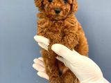 Toy Poodle Yavrular  ( Red,Red Brown,Apricot,Silver,Siyah)
