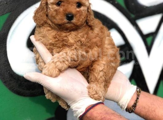 Toy Poodle Yavrular  ( Red,Red Brown,Apricot,Silver,Siyah) görsel