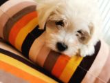 Küçük Maltipoo Bebeklerim