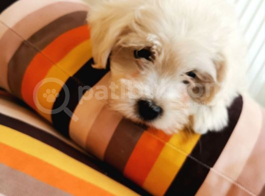 Küçük Maltipoo Bebeklerim