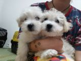 Maltipoo Bebekler