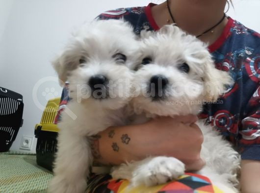 Maltipoo Bebekler