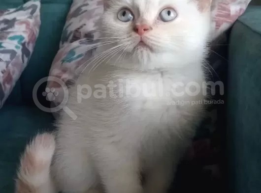 Redpoint Shorthair Erkek görsel