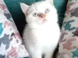 Redpoint Shorthair Erkek