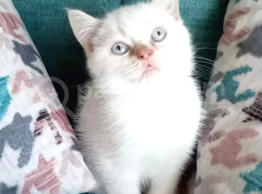 Redpoint Shorthair Erkek görsel