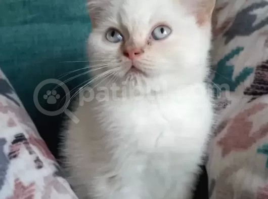 Redpoint Shorthair Erkek