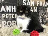 Süper Kalite Black-White Scottish Fold Yavrumuz Miu